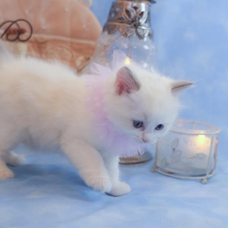 販売中の群馬県のラグドール-135470の6枚目