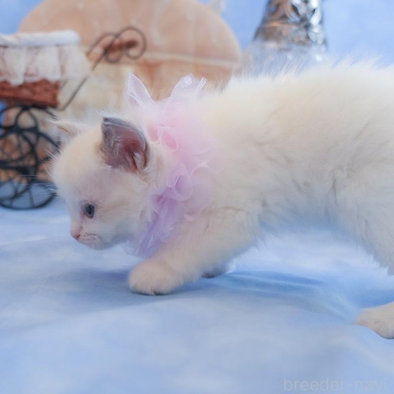 販売中の群馬県のラグドール-135470の5枚目