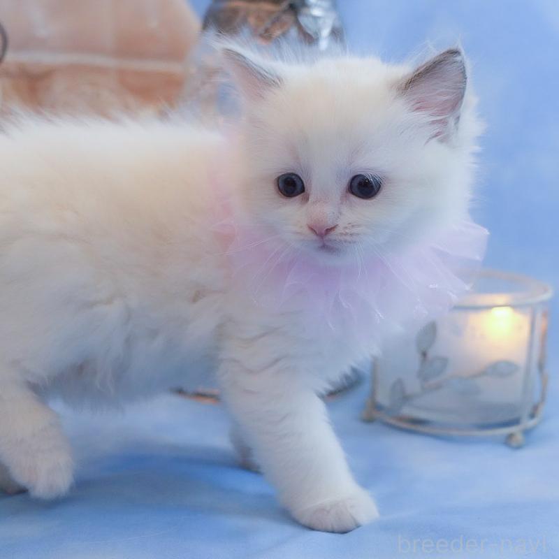 販売中の群馬県のラグドール-135470の4枚目