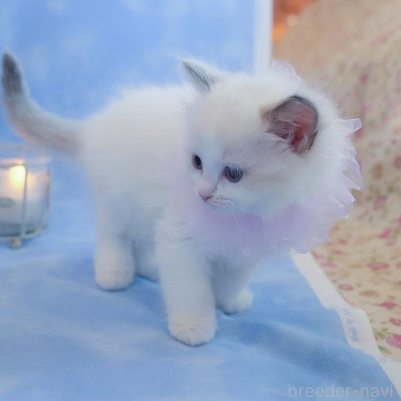 販売中の群馬県のラグドール-135470の3枚目