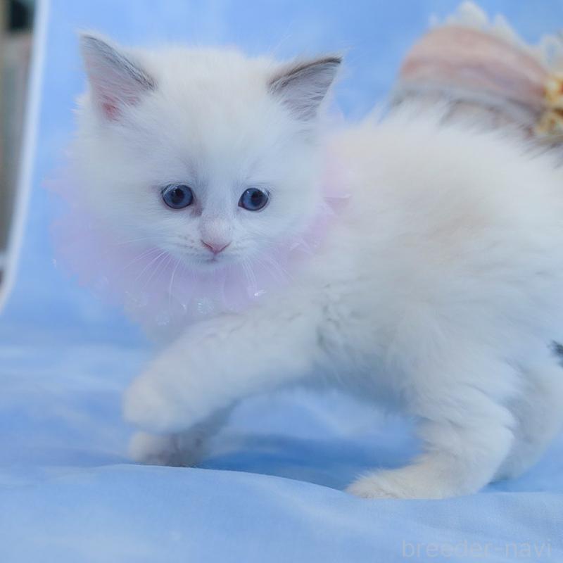 販売中の群馬県のラグドール-135470の2枚目