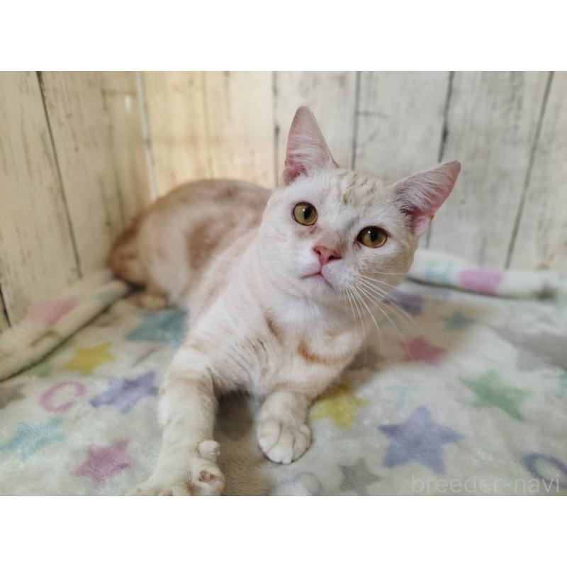 成約済の三重県のアメリカンショートヘア-120848の4枚目