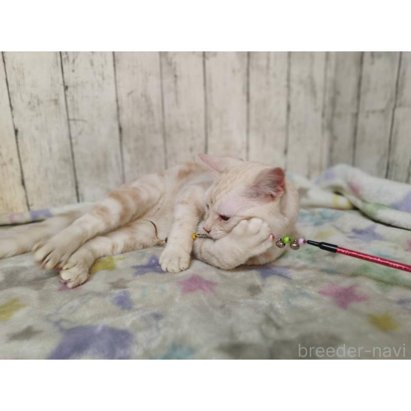 成約済の三重県のアメリカンショートヘア-120848の3枚目