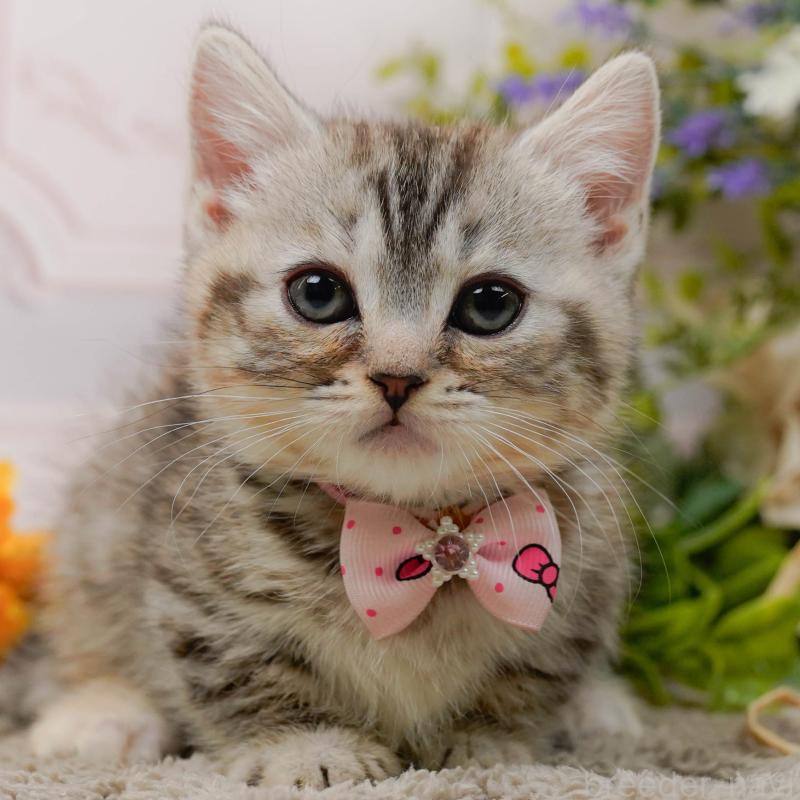 販売中の神奈川県のマンチカン-135472の1枚目