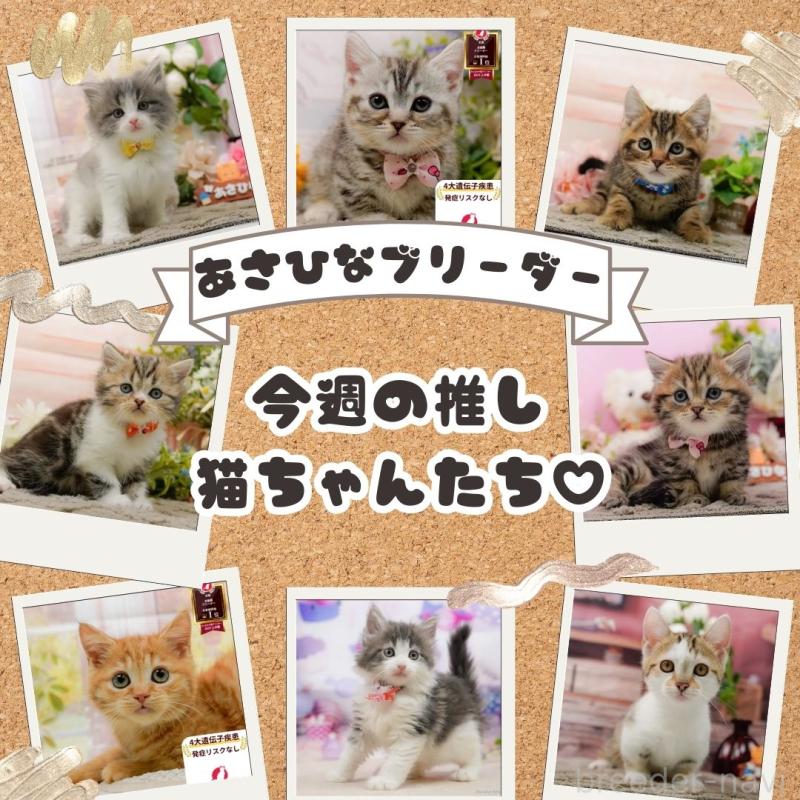 販売中の神奈川県のマンチカン-135472の13枚目