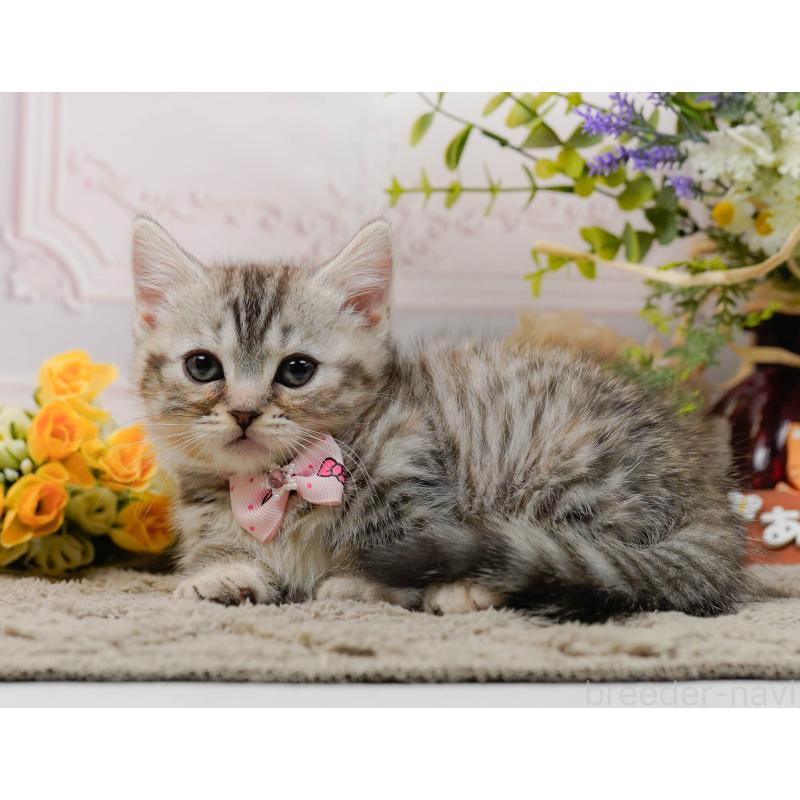 販売中の神奈川県のマンチカン-135472の11枚目