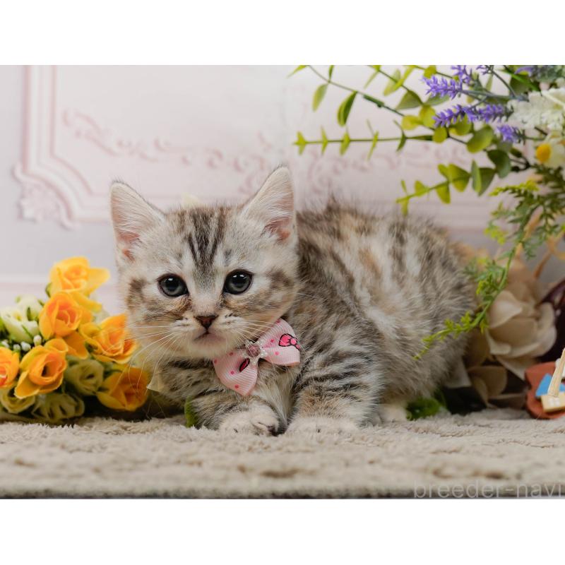 販売中の神奈川県のマンチカン-135472の10枚目