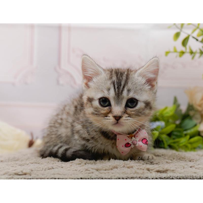 販売中の神奈川県のマンチカン-135472の9枚目