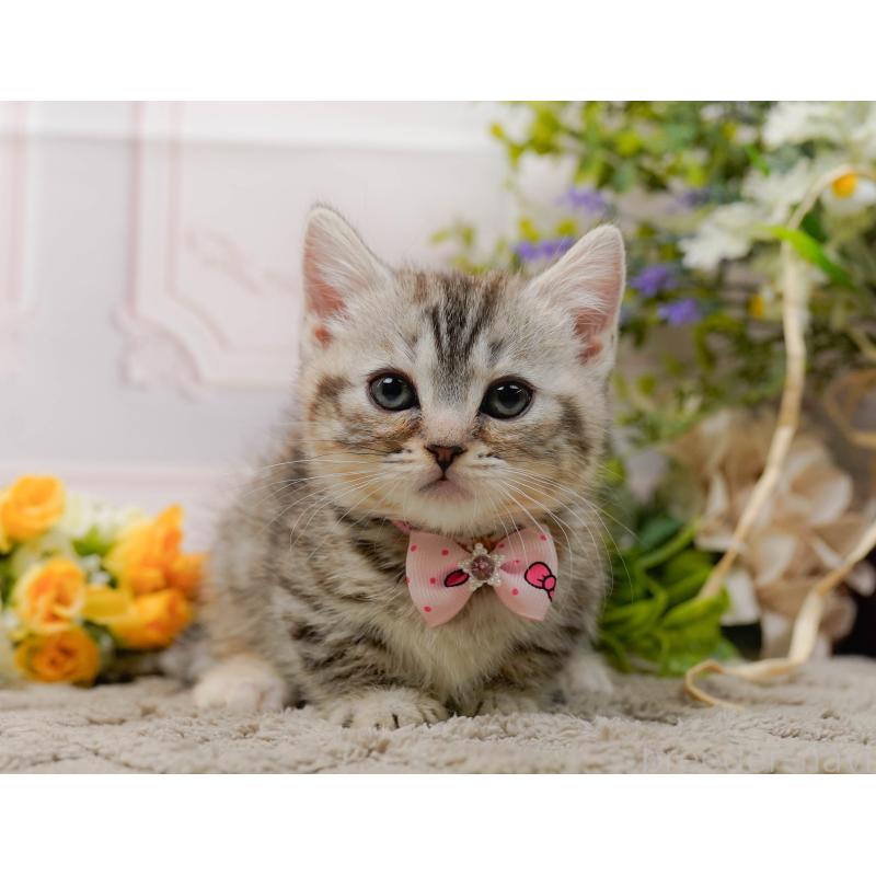 販売中の神奈川県のマンチカン-135472の7枚目