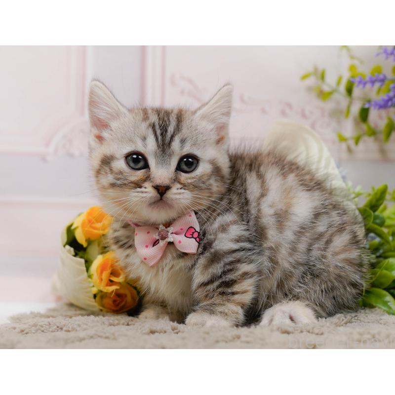 販売中の神奈川県のマンチカン-135472の6枚目