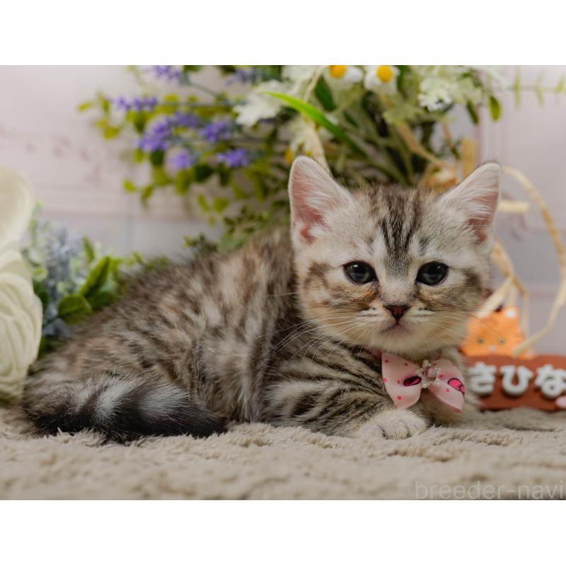 販売中の神奈川県のマンチカン-135472の4枚目