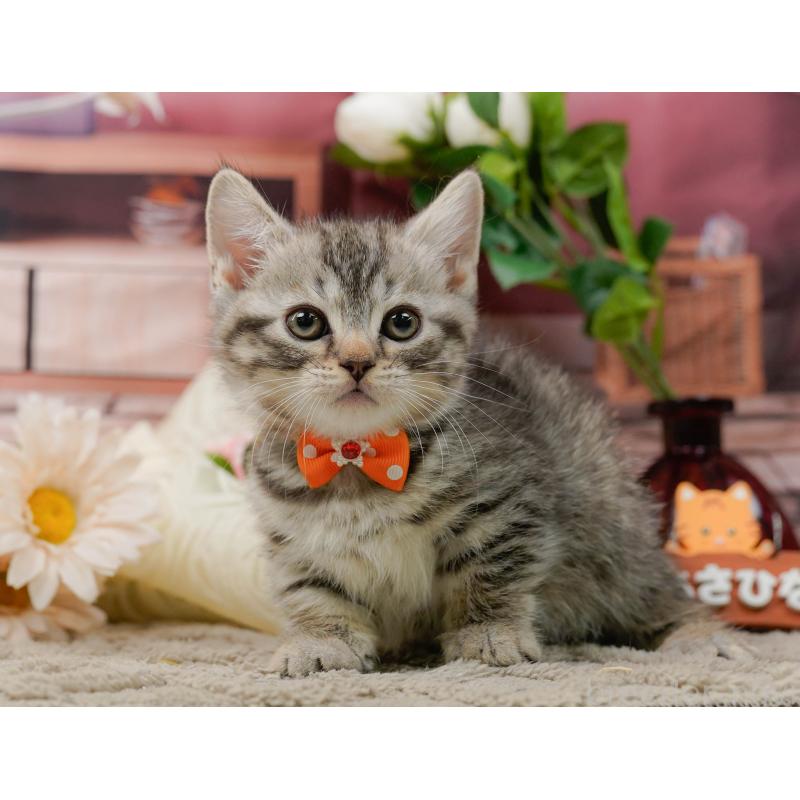 販売中の神奈川県のマンチカン-135473の13枚目