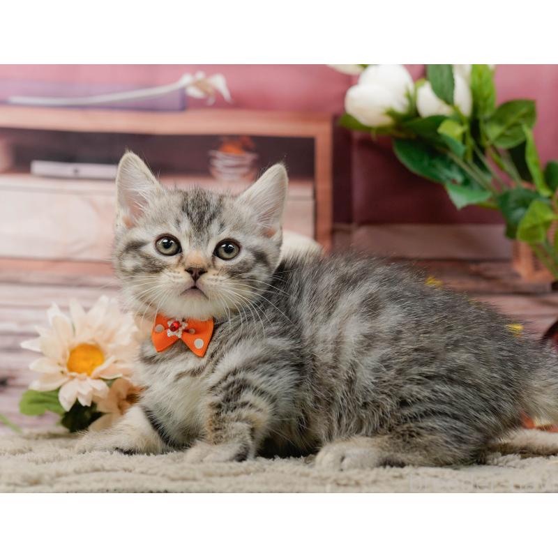 販売中の神奈川県のマンチカン-135473の12枚目