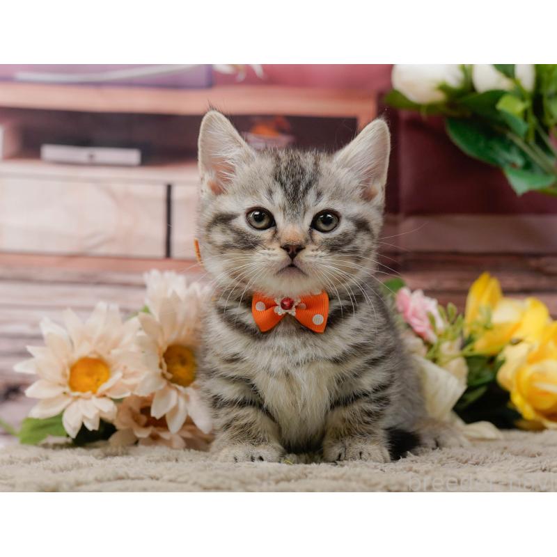 販売中の神奈川県のマンチカン-135473の11枚目