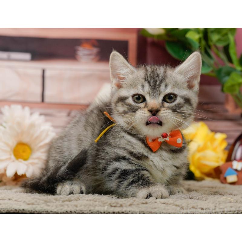 販売中の神奈川県のマンチカン-135473の10枚目