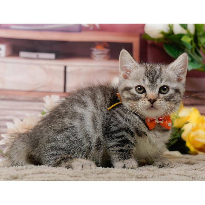 販売中の神奈川県のマンチカン-135473の9枚目