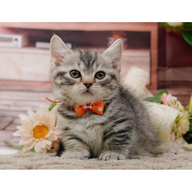 販売中の神奈川県のマンチカン-135473の6枚目