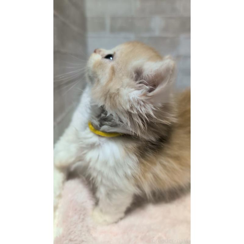 販売中の熊本県のマンチカン(短足)-135475の7枚目