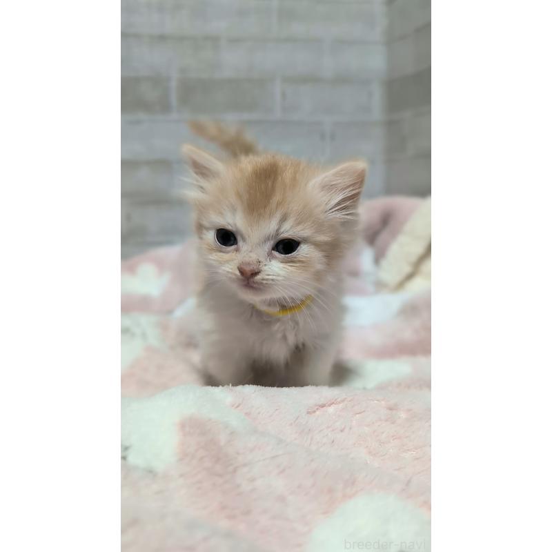 販売中の熊本県のマンチカン(短足)-135475の6枚目