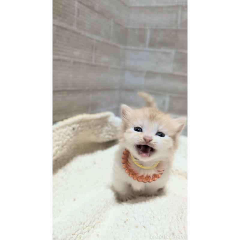 販売中の熊本県のマンチカン(短足)-135475の4枚目