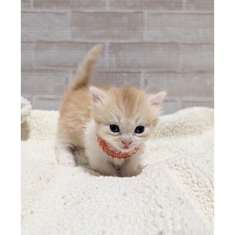 販売中の熊本県のマンチカン(短足)-135475の3枚目