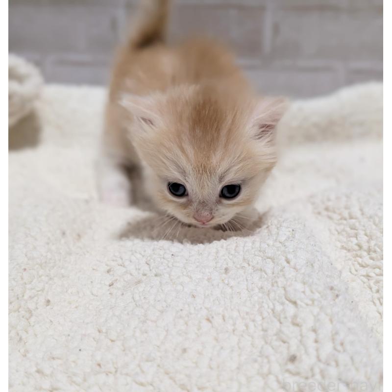 販売中の熊本県のマンチカン(短足)-135475の2枚目