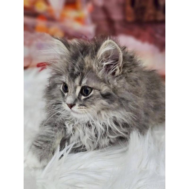 商談中の埼玉県のサイベリアン-132764の6枚目