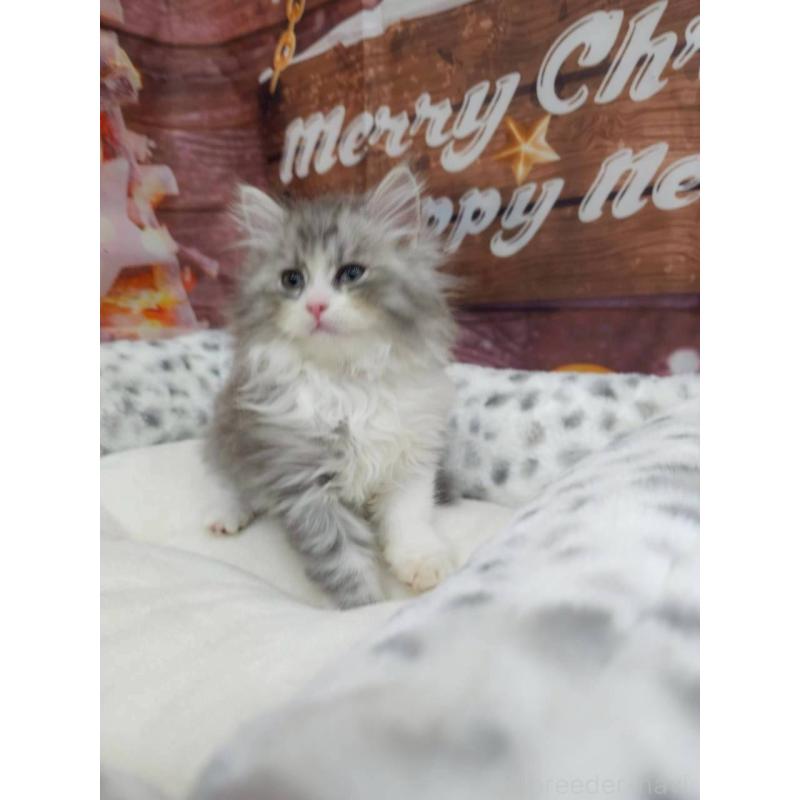 販売中の埼玉県のサイベリアン-133019の2枚目