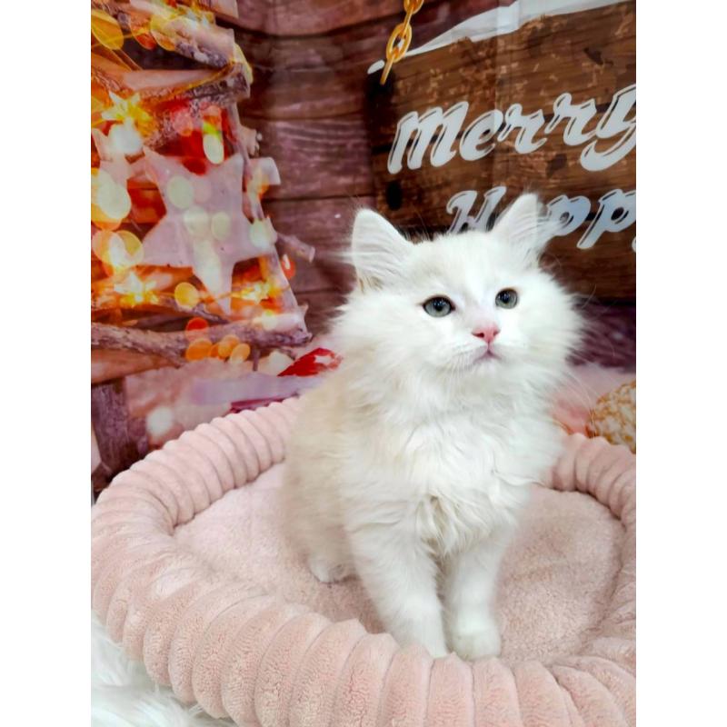 販売中の埼玉県のサイベリアン-132984の2枚目