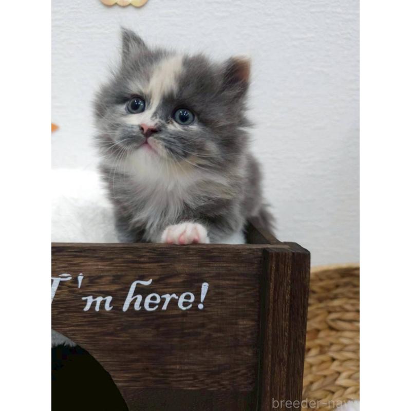 販売中の埼玉県のサイベリアン-129684の2枚目