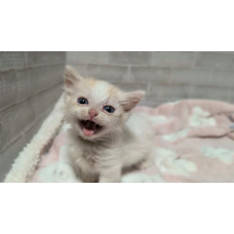 販売中の熊本県のマンチカン(短足)-135476の9枚目