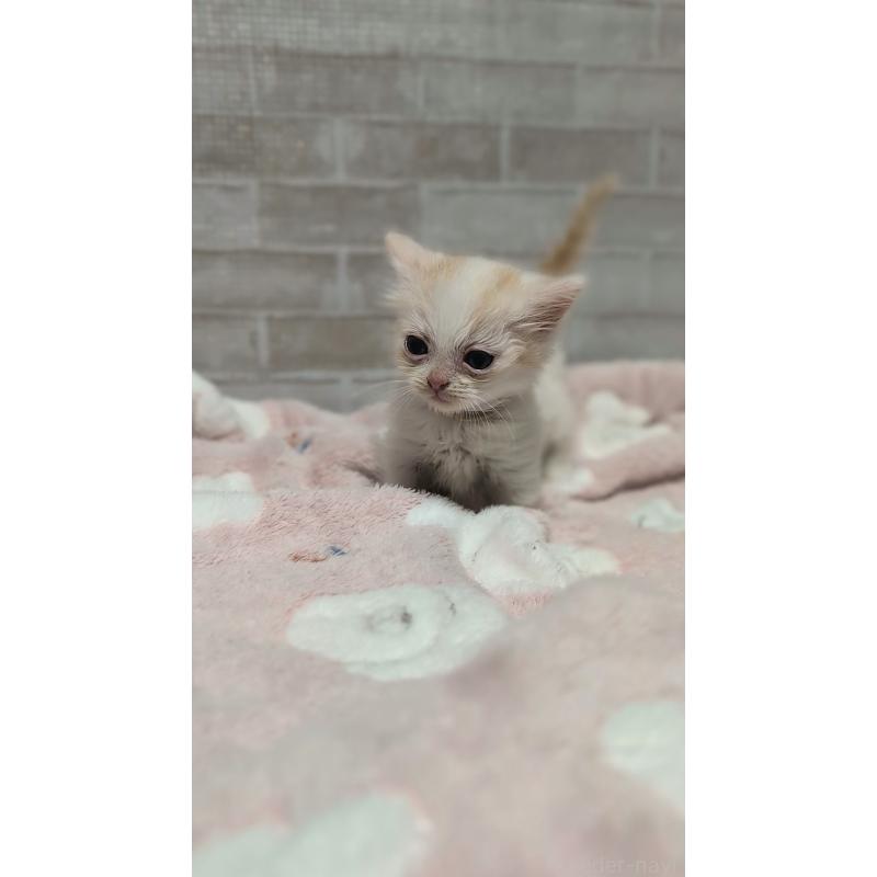 販売中の熊本県のマンチカン(短足)-135476の8枚目