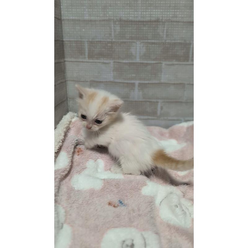 販売中の熊本県のマンチカン(短足)-135476の7枚目