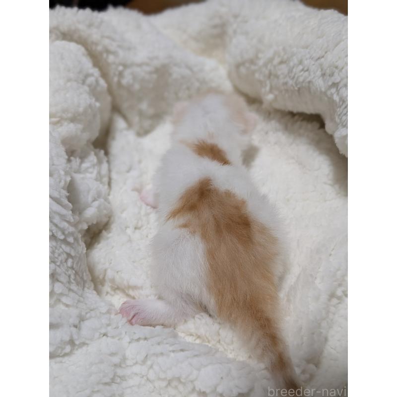 販売中の熊本県のマンチカン(短足)-135476の6枚目