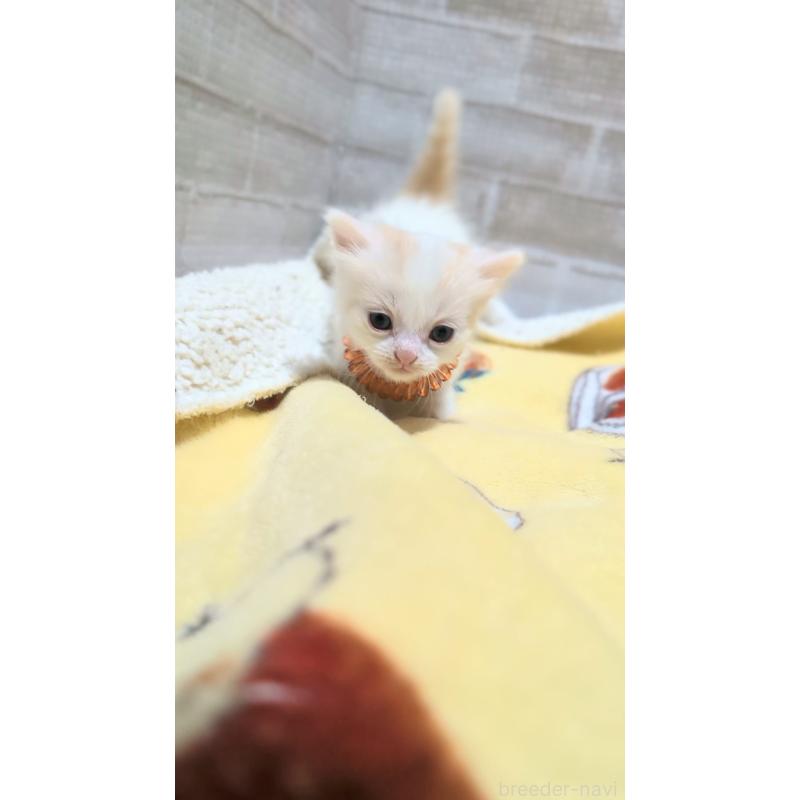 販売中の熊本県のマンチカン(短足)-135476の5枚目