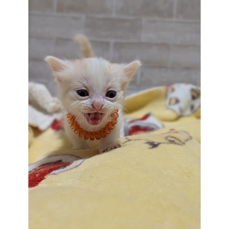 販売中の熊本県のマンチカン(短足)-135476の4枚目