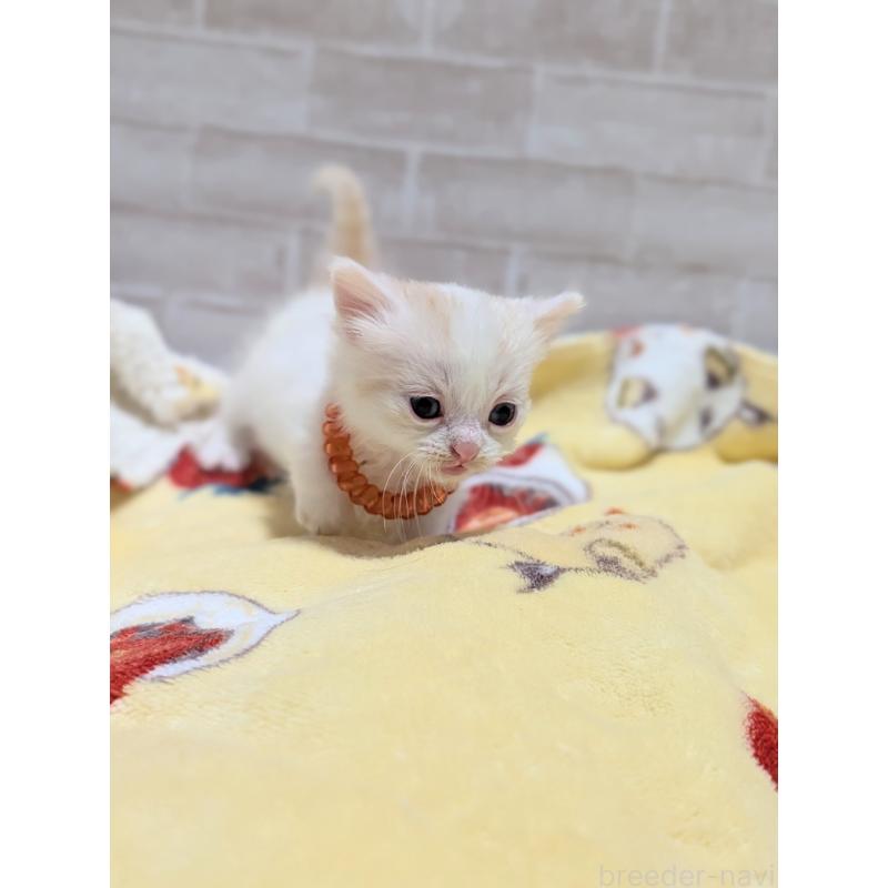 販売中の熊本県のマンチカン(短足)-135476の3枚目