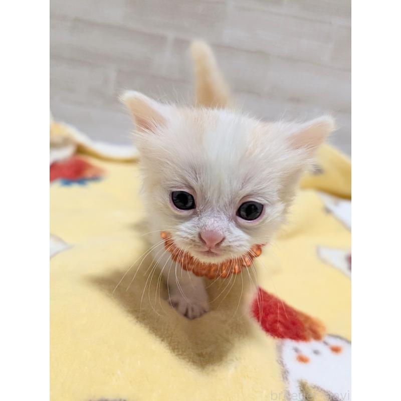 販売中の熊本県のマンチカン(短足)-135476の2枚目