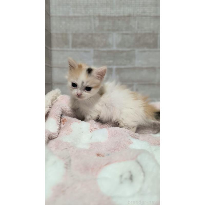 販売中の熊本県のマンチカン(短足)-135477の6枚目