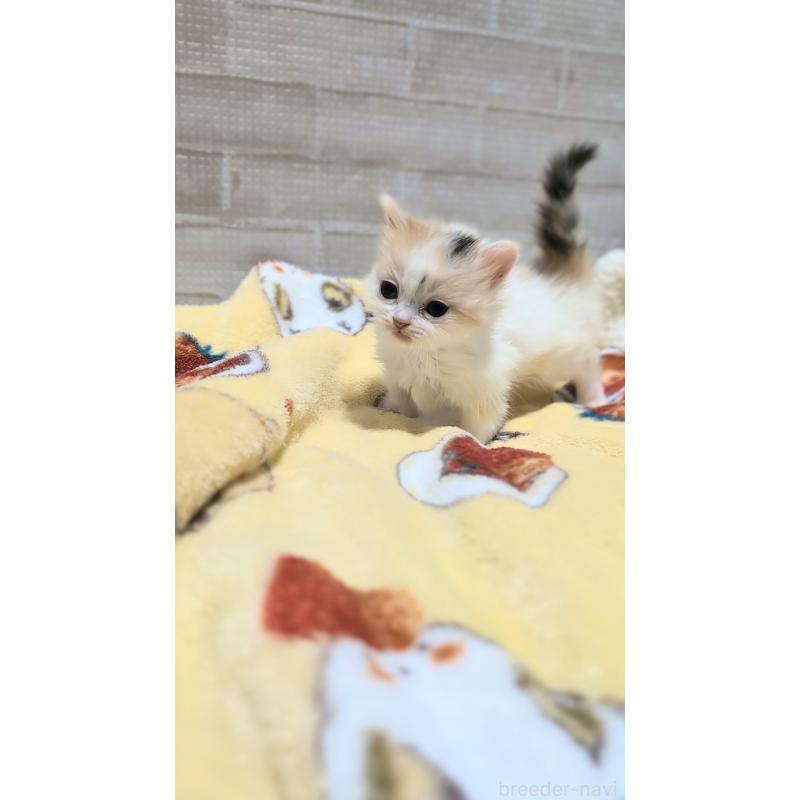 販売中の熊本県のマンチカン(短足)-135477の5枚目