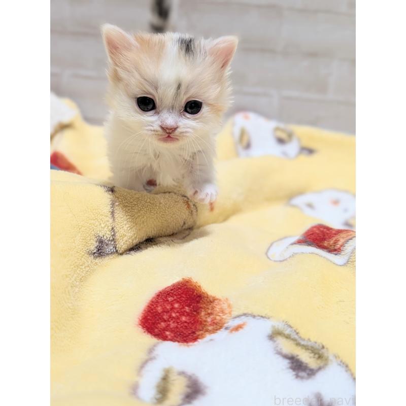 販売中の熊本県のマンチカン(短足)-135477の4枚目