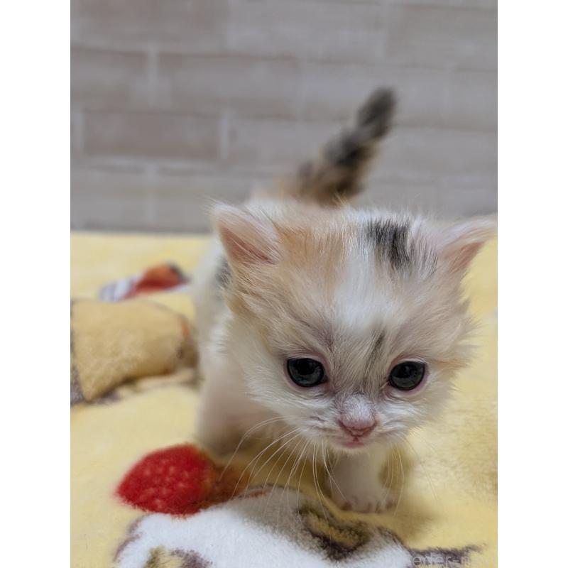 販売中の熊本県のマンチカン(短足)-135477の2枚目