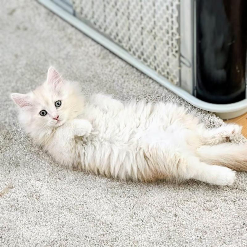 販売中の埼玉県のサイベリアン-132262