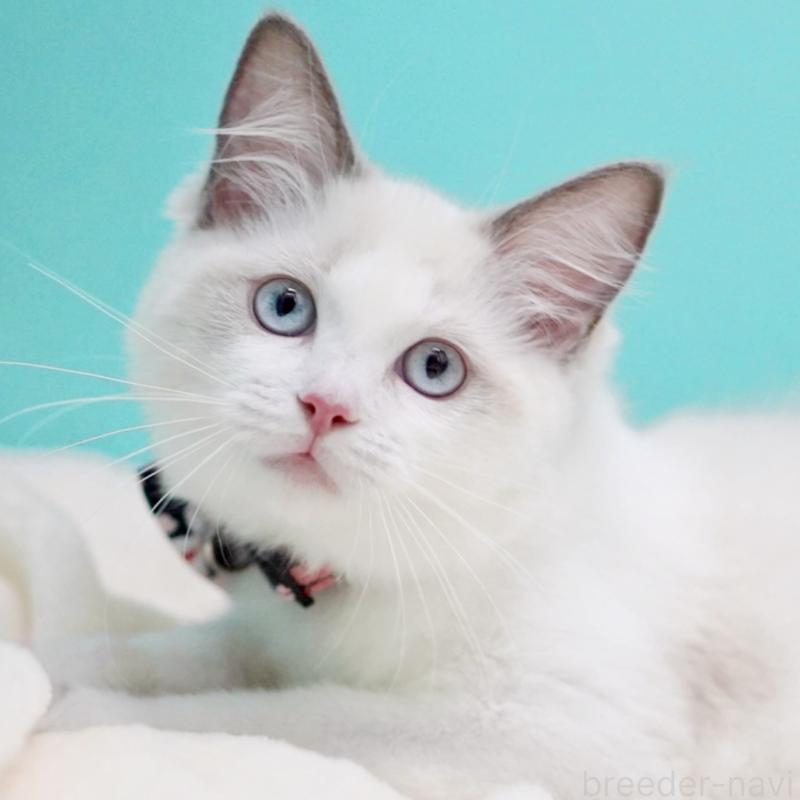 販売中の東京都のラグドール-130370の15枚目