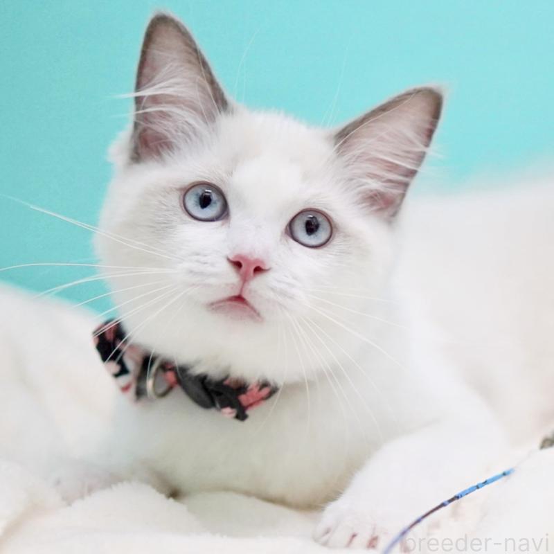 販売中の東京都のラグドール-130370の14枚目