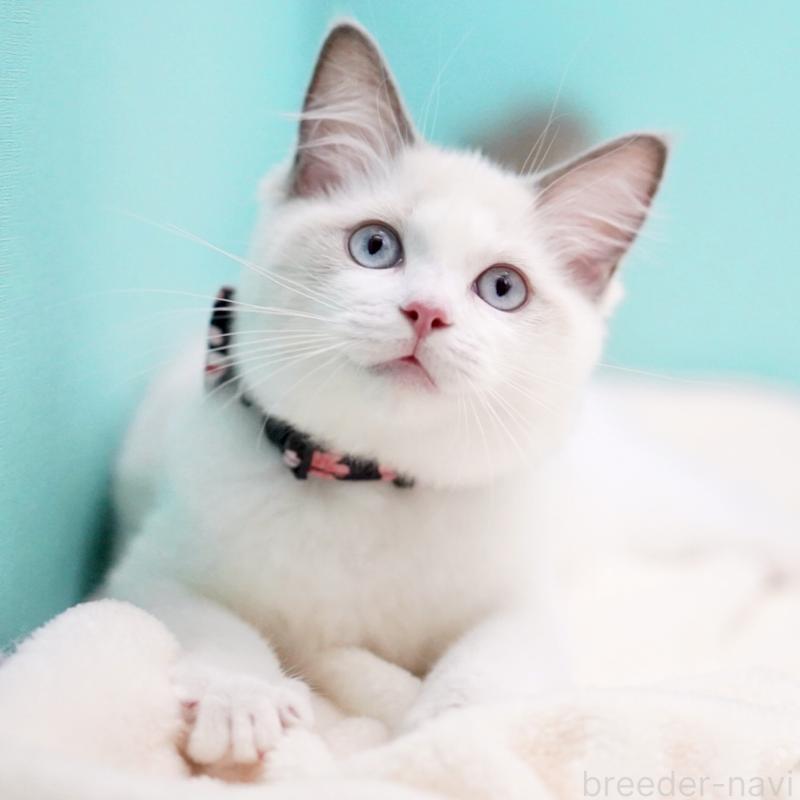 販売中の東京都のラグドール-130370の13枚目