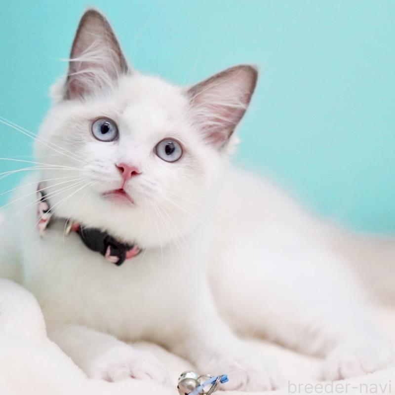 販売中の東京都のラグドール-130370の12枚目