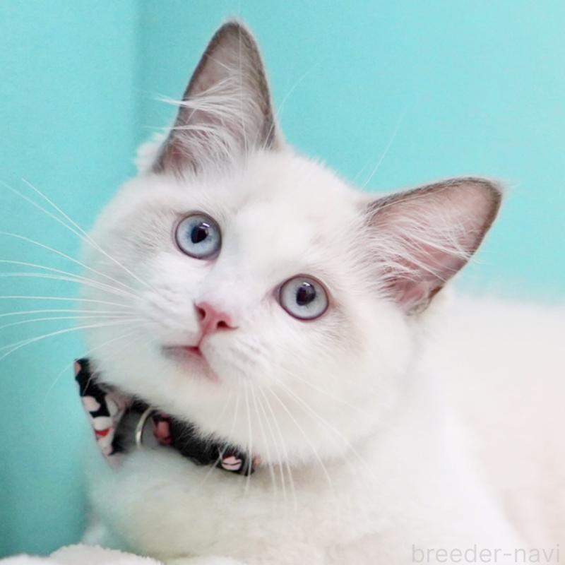 販売中の東京都のラグドール-130370の11枚目