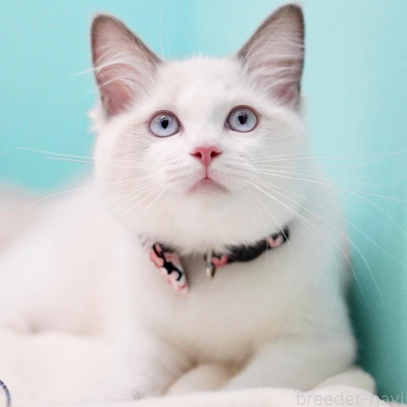 販売中の東京都のラグドール-130370の10枚目