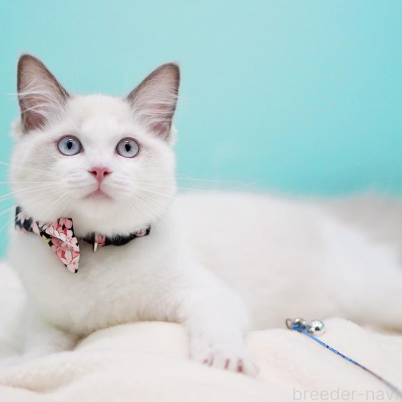 販売中の東京都のラグドール-130370の1枚目